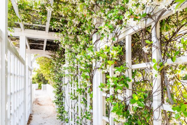 Trellis Repair in Placerville