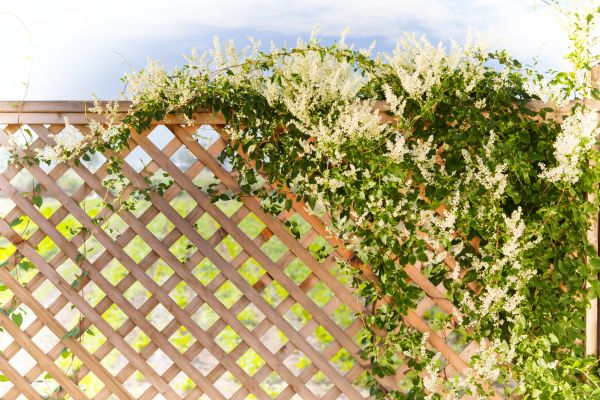 Lattice Repair in Placerville