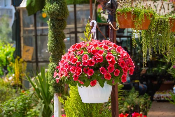 Hanging Planter Installation in Placerville