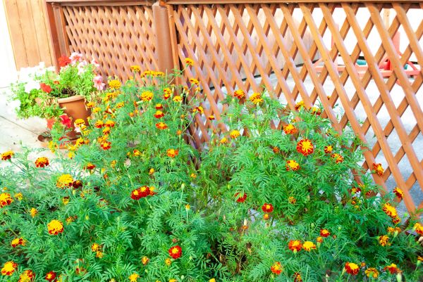 Decorative Lattice Mounting in Placerville